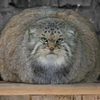 Manul Manul -
