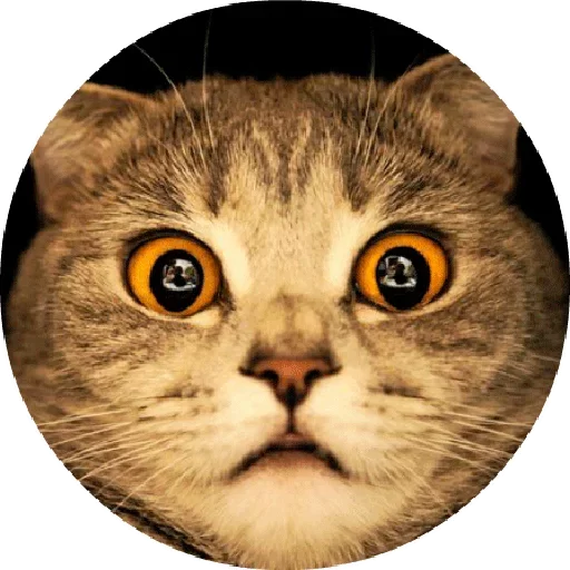 Cat Meow 2 Cat Meow 2 -