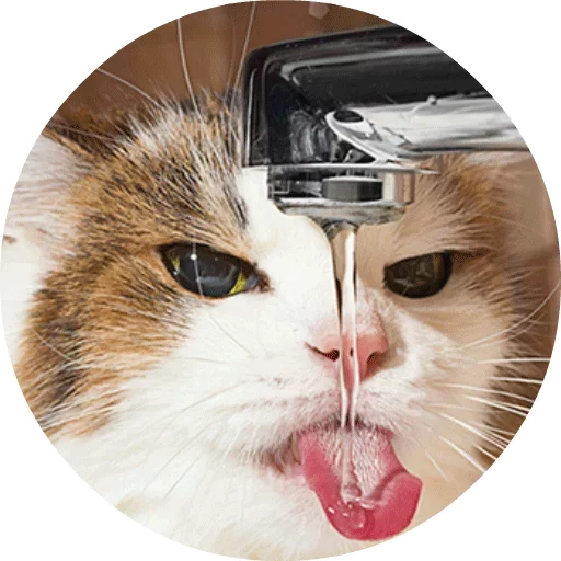 Котики и Кошечки @TuristasTV Котики и Кошечки @TuristasTV -