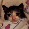 Cat Quotes Cat Quotes -