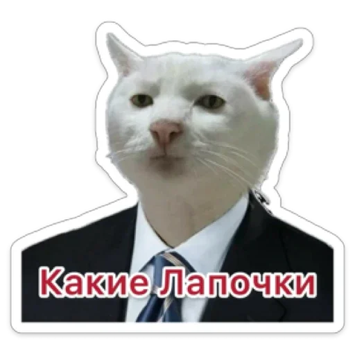 Business Cat Business Cat -