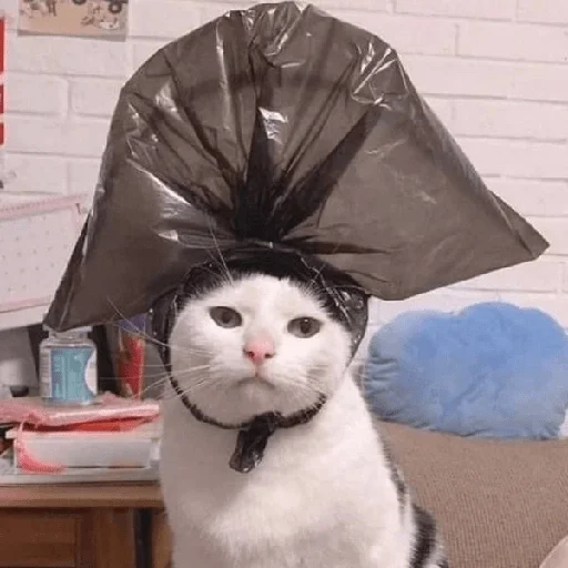 Cats Cats -
