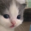 Котики<3 Котики<3 -
