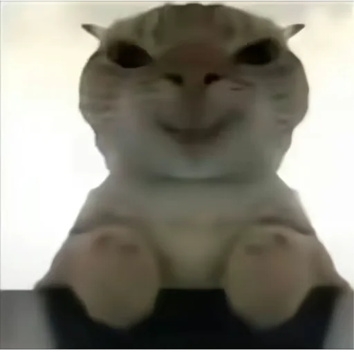Cat meme Cat meme -