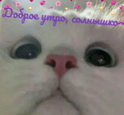 Кітики Кітики -