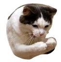 Caticker Caticker - животное