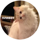 Кусь Кусь - животное