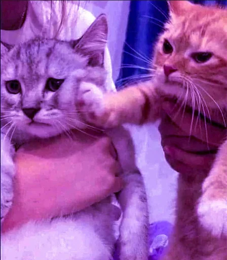 Cat Cat -