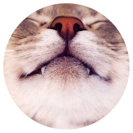 Nice Cats @StikeryTG Nice Cats @StikeryTG -