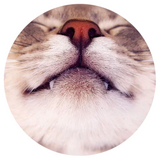 Nice Cats @stickersb2b Nice Cats @stickersb2b -