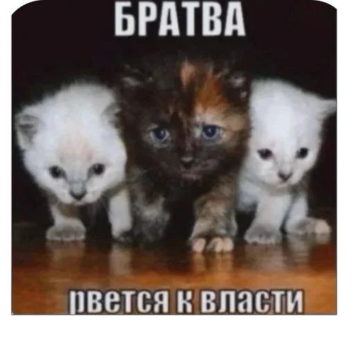 ШКИПЕР СХАВАЛ ВСЕ ШПРОТЫ ШКИПЕР СХАВАЛ ВСЕ ШПРОТЫ -