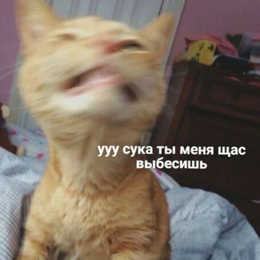 Cats_e25 Cats_e25 -