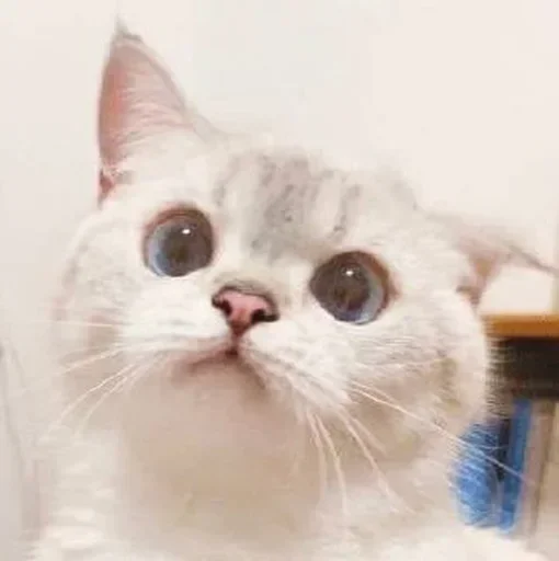 Cats Cats -