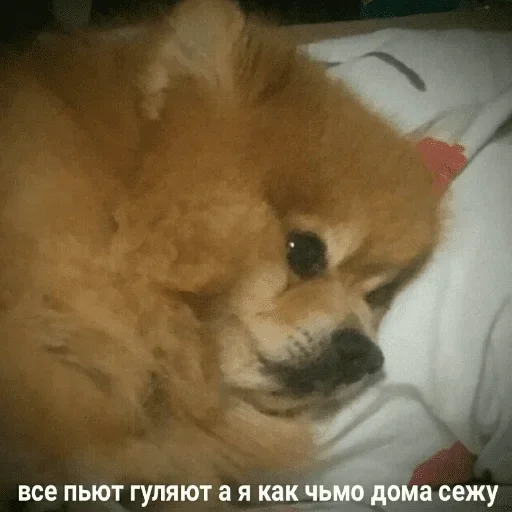 животное животное млекопитающее собака