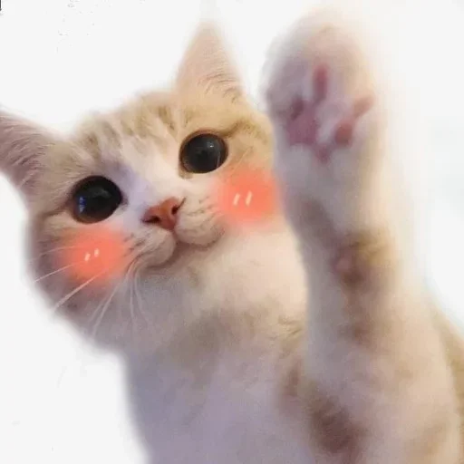 кошка кошка животное млекопитающее