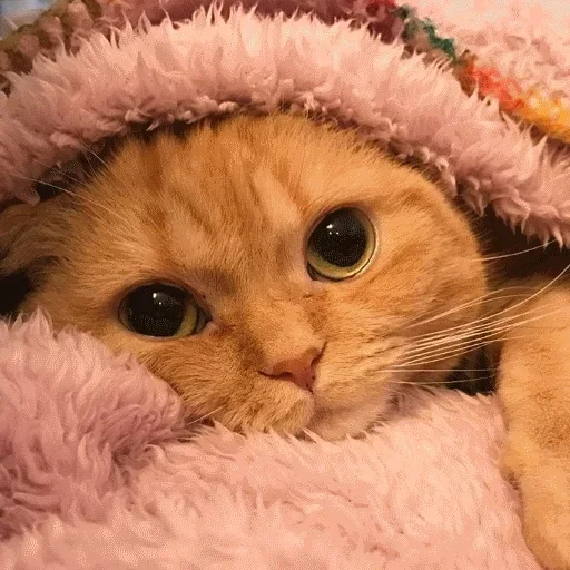 мех мех кошки малого и среднего размера кошачьи