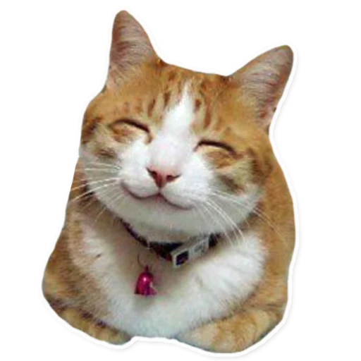 cats cats -