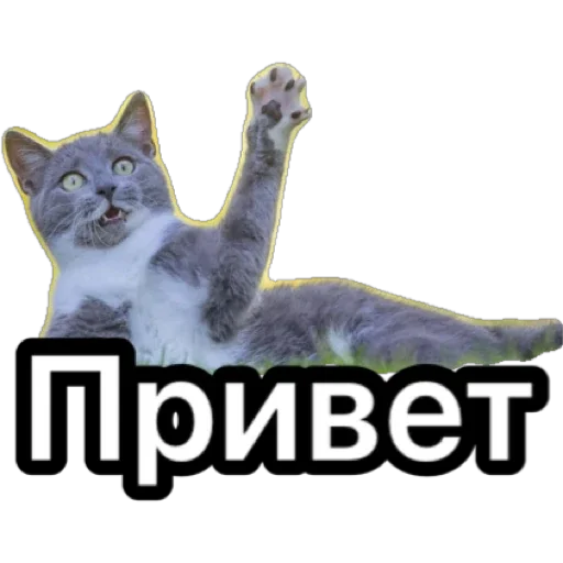 Котики для ТГ Котики для ТГ -