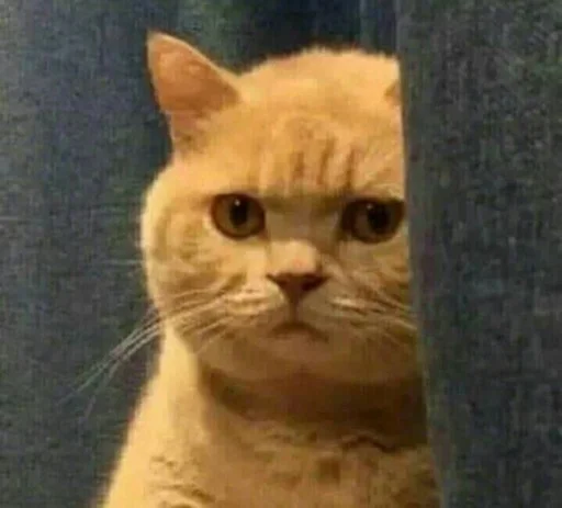 🐈(ик) 🐈(ик) -