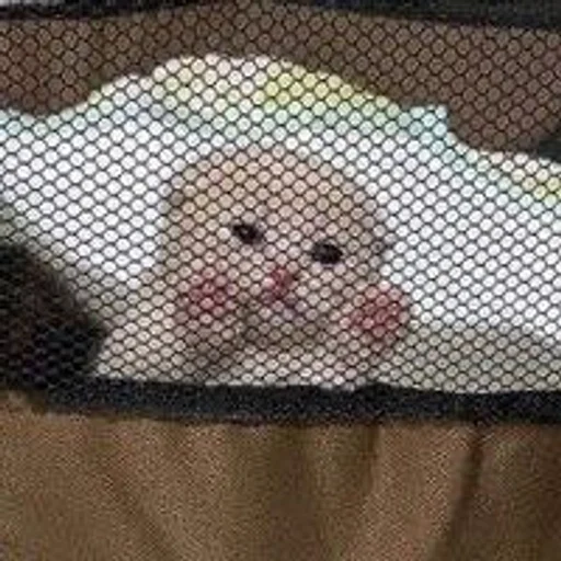 Котики :: @fStikBot Котики :: @fStikBot -