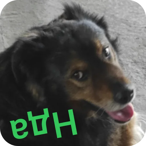 Charlie Charlie -