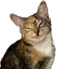 Chikapuks Chikapuks -