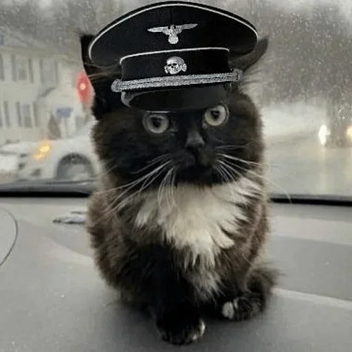 Чмоня от @sherst_memes Чмоня от @sherst_memes -