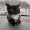 Чмоня - маленький русский кот Чмоня - маленький русский кот -