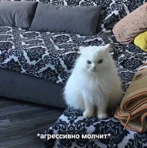 Шото типа котиков Шото типа котиков -