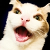 Chu Chu -