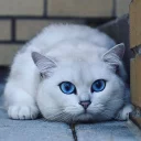 Coby The Cat Coby The Cat - животное