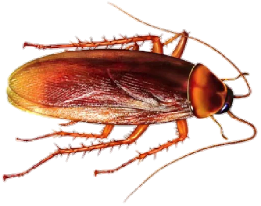 Cockroach Cockroach -