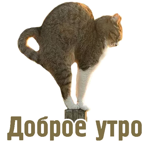 TCA TCA -