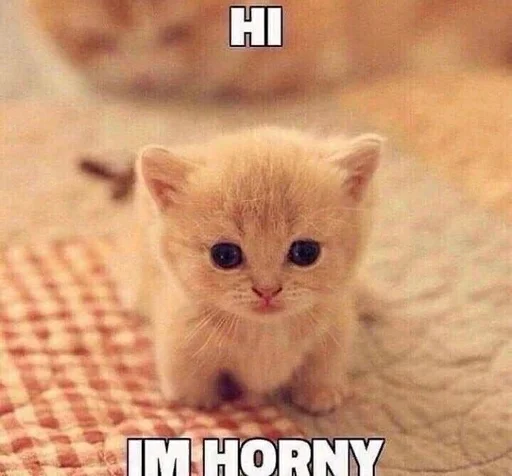 mammal mammal animal cat