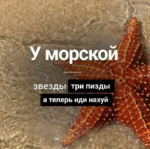 animal animal invertebrate echinoderm