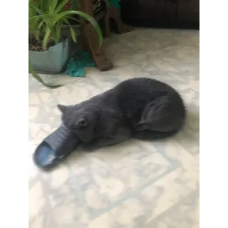 Стикер Хороший Ә мастер - 5
