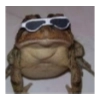 Frog for Masha Frog for Masha - лягушка