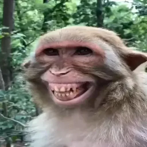 Monkey Funtime Monkey Funtime - СМС