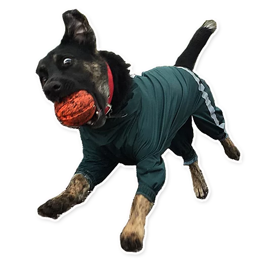 CooperTheDog CooperTheDog -