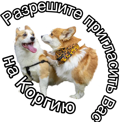 Corgiya Moscow Corgiya Moscow -