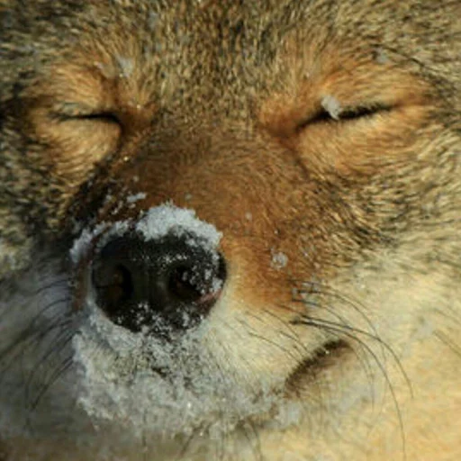 Coyote faces Coyote faces -