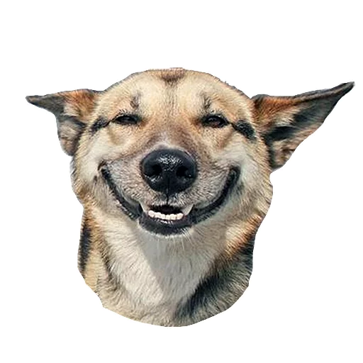 Dogs Dogs -