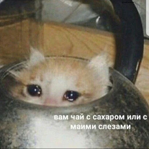 SadCat SadCat -