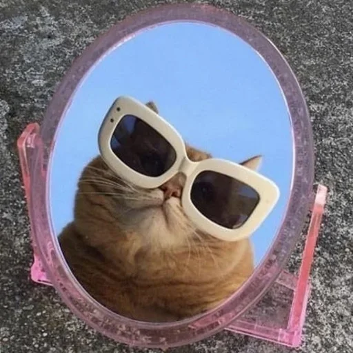 кошка животное защитные очки