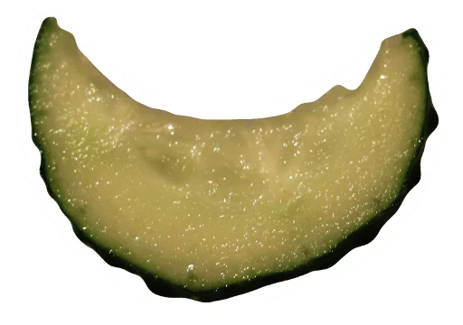 Sticker Cucumber Essentials - 0