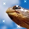 Cursed Turtles And Tortoises Cursed Turtles And Tortoises -