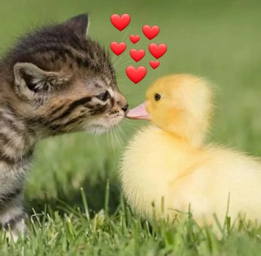 Котики,альпаки и утята :: @fStikBot Котики,альпаки и утята :: @fStikBot -