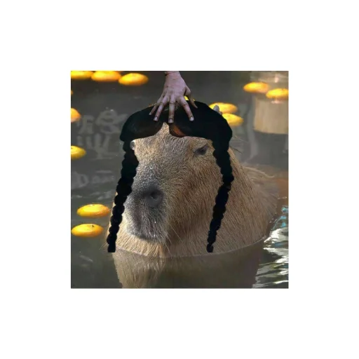 @capybaras_cutie @capybaras_cutie -