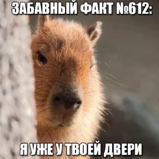 Стикер @capybaras_cutie - 0