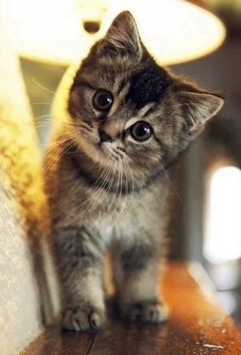 Cute cat Cute cat -